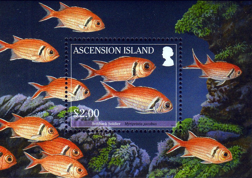 Blackbar Soldierfish (Myripristis jacobus)