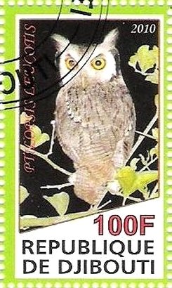Ptilopsis Leucotis