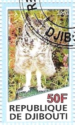 Bubo Africanus