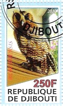Bubo Poensis