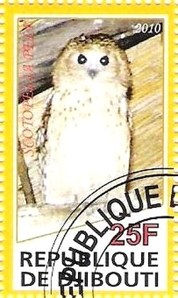 Scotopelia Peli