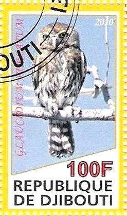 Glaucidium Perlatum
