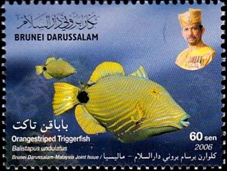 Balistapus undulatus