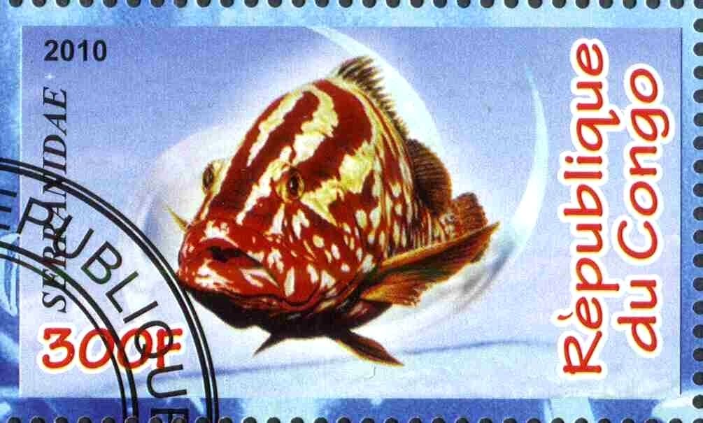 Serranidae