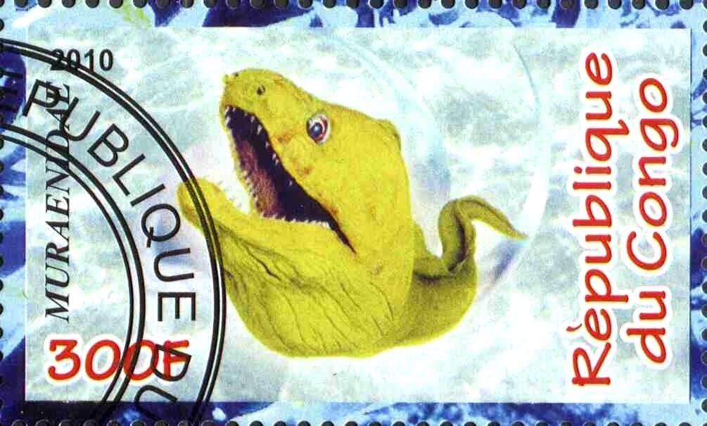 Muraenidae
