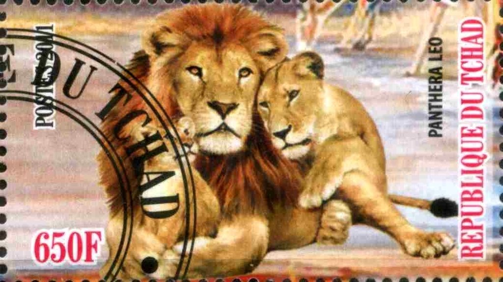 Panthera leo