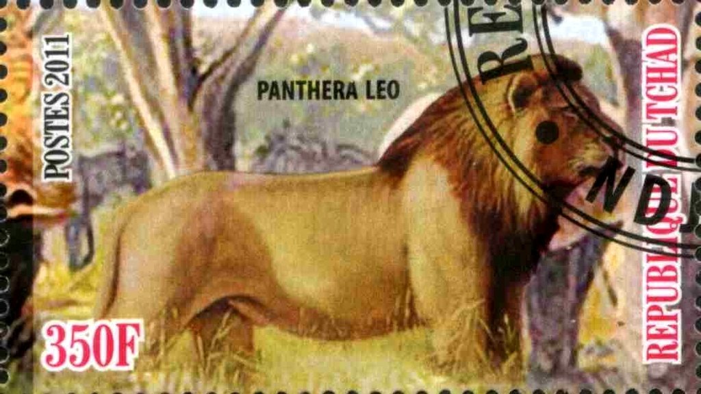 Panthera leo