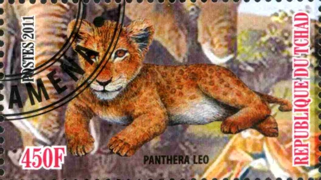 Panthera leo