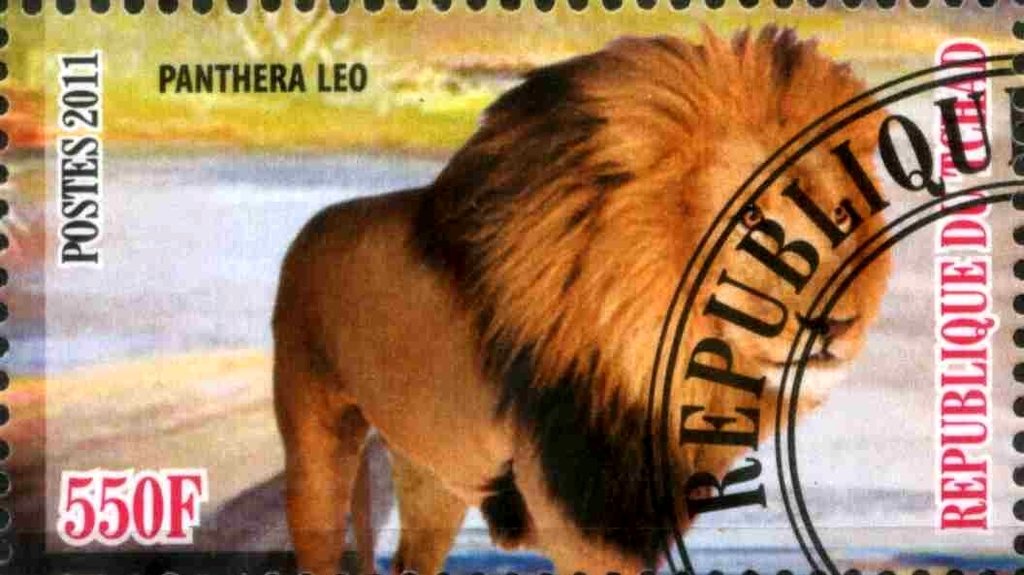 Panthera leo