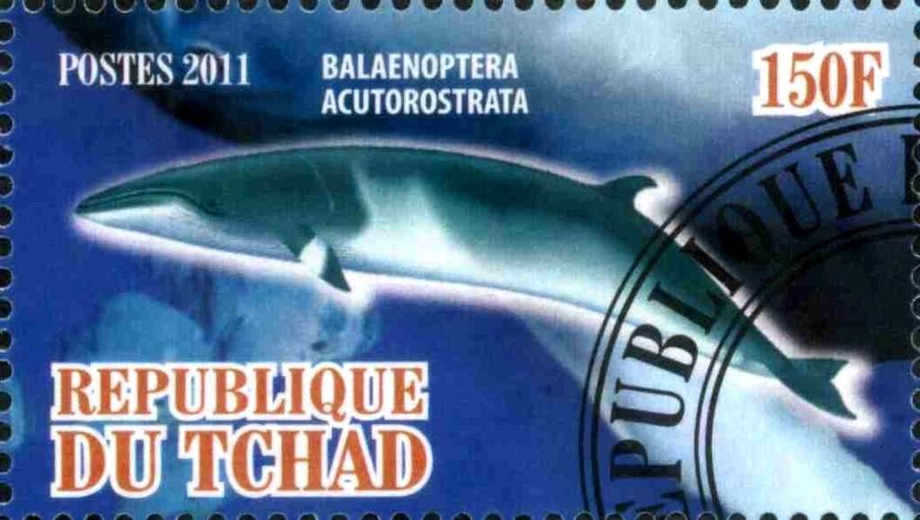 Balaenoptera acutorostrata