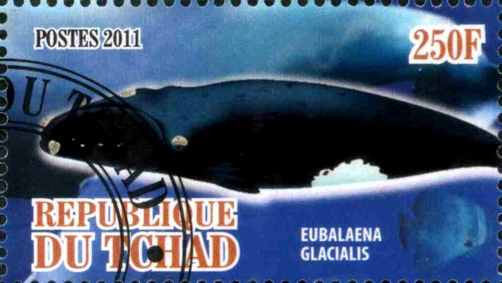 Eubalaena glacialis