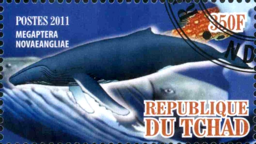 Megaptera novaeangliae