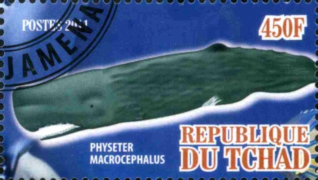 Physeter macrocephalus