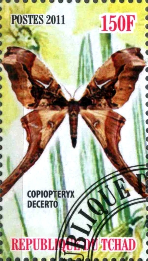 Copiopteryx Decerto