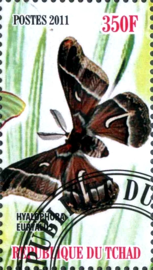 Hyalophora Euryalus