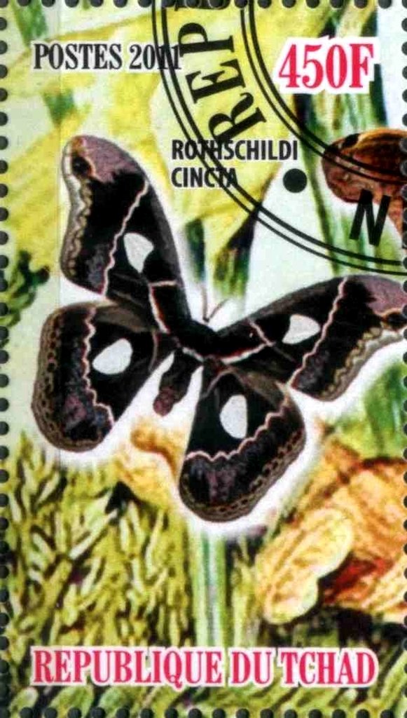 Rothschildi Cincta