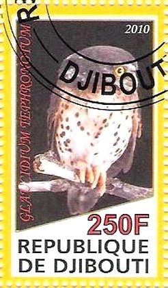 Glaucidium Tephronotum