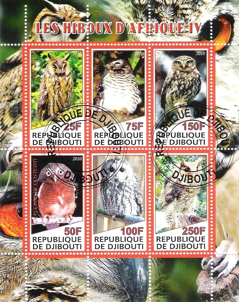 The African owls IV