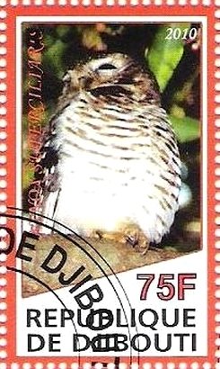 Ninox Superciliaris