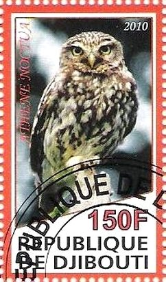 Athene Noctua