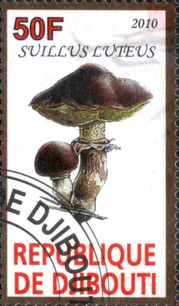 Suillus Luteus