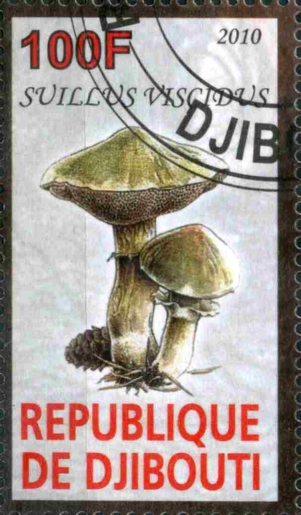 Suillus Viscidus