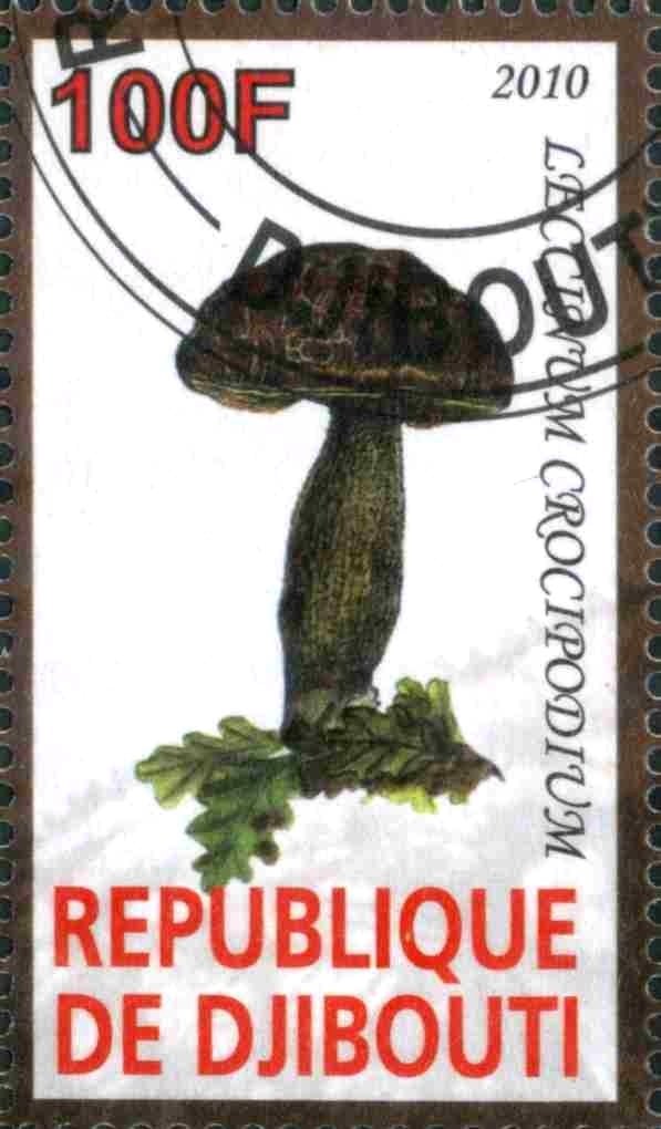 Leccinum Crocipodium