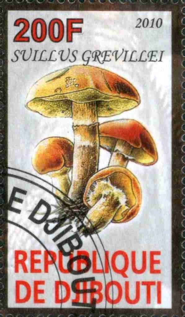 Suillus Grevillei