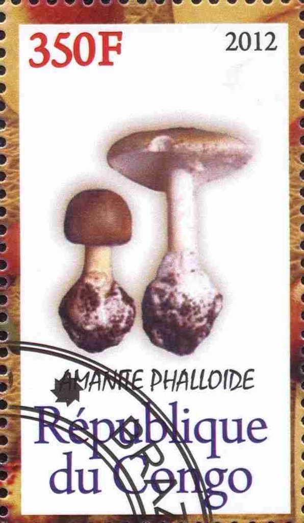 Champignons