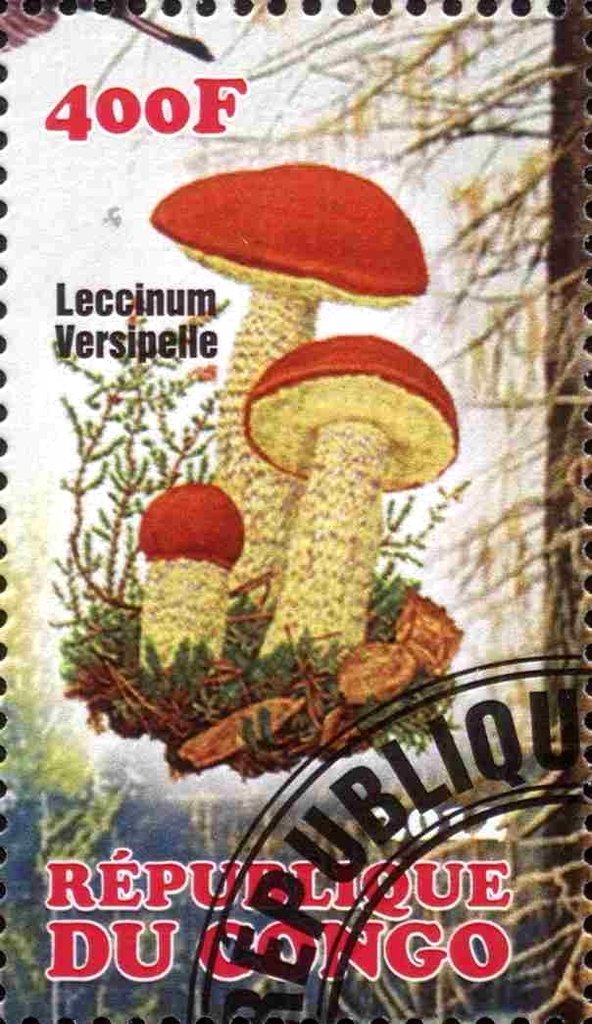Leccinum versipelle