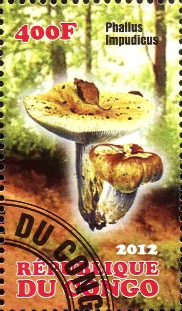 Phallus impudicus