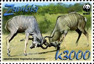 Stamp, Greater Kudu (Tragelaphus strepsiceros), Zambia,  , Animals (Fauna), Mammals, WWF