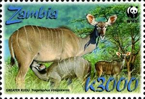 Stamp, Greater Kudu (Tragelaphus strepsiceros), Zambia,  , Animals (Fauna), Mammals, WWF