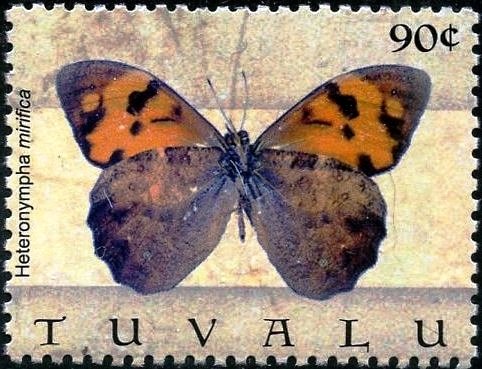Wonder Brown (Heteronympha mirifica)