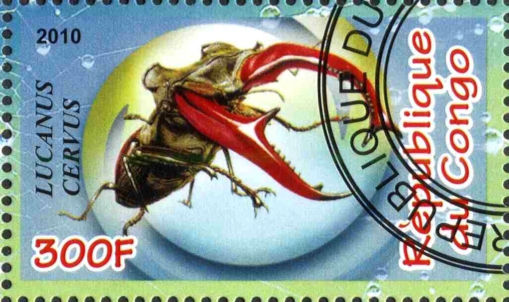 Lucanus cervus