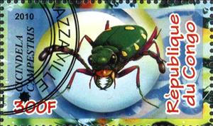 Stamp, Cicindela campestris, Cinderellas,  , Insects