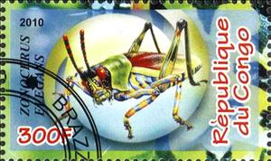 Stamp, Zonochrus elegans, Cinderellas,  , Insects