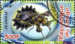 Stamp, Aradidae, Cinderellas,  , Insects
