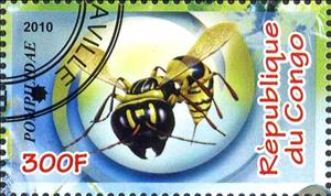 Stamp, Pompilidae, Cinderellas,  , Insects