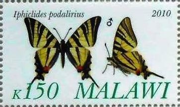 Iphiclides podalirius