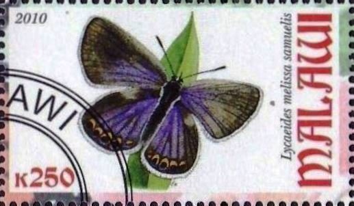 Lycaeides melissa samuelis