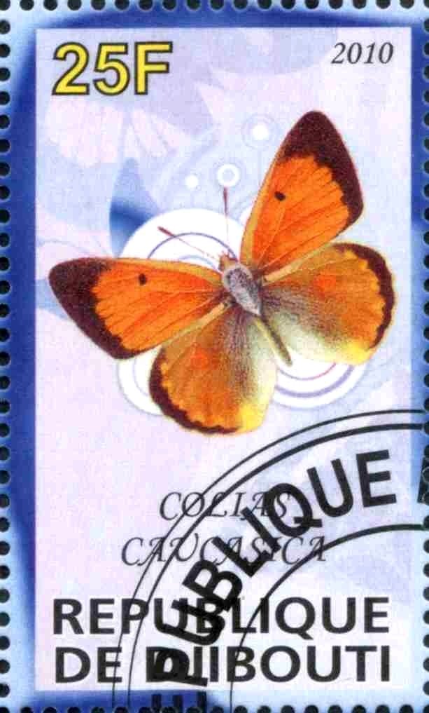 Colias Caucasica