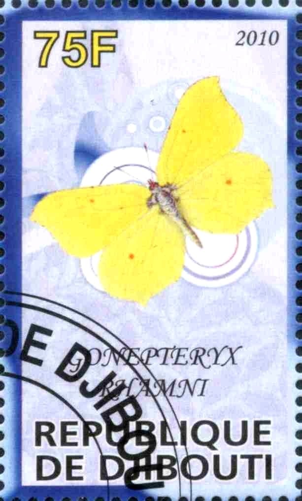 Goneoteryx Rhamni