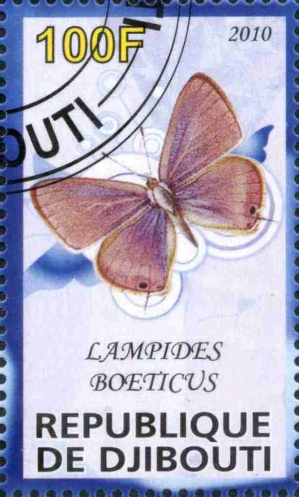 Lampides Boeticus