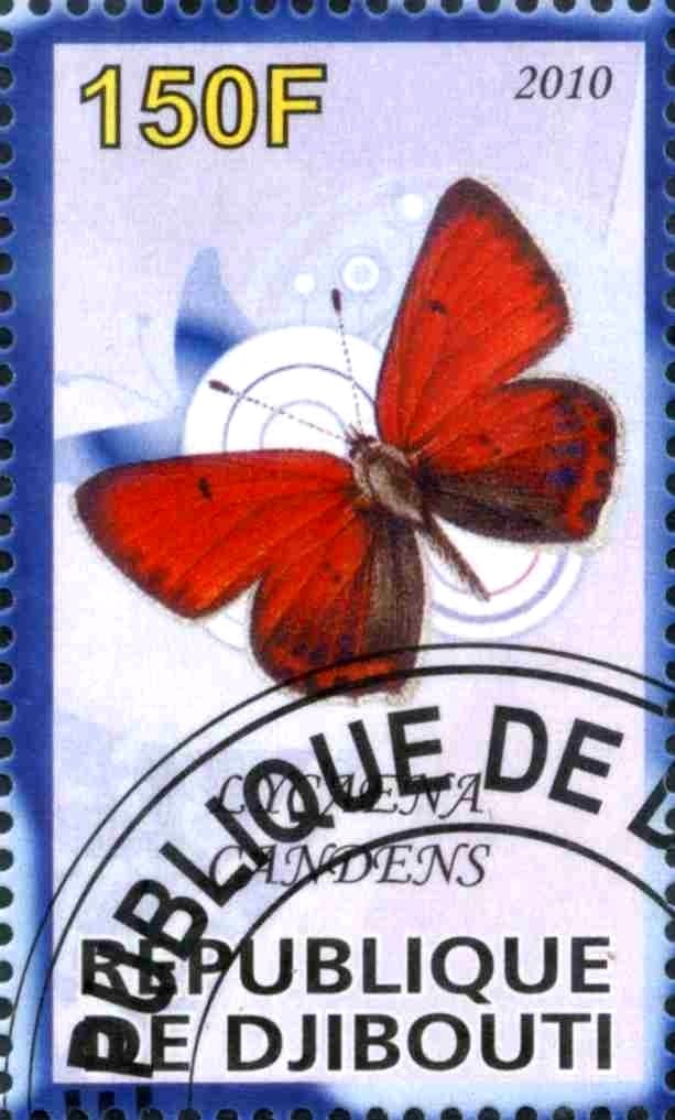 Lycaena Candens