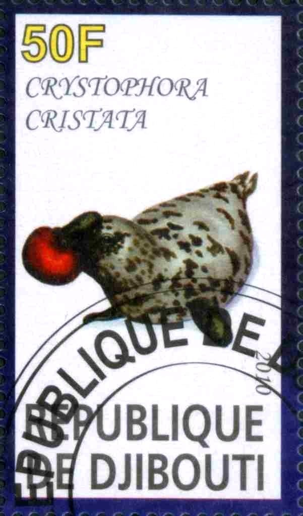 Crystophora Cristata
