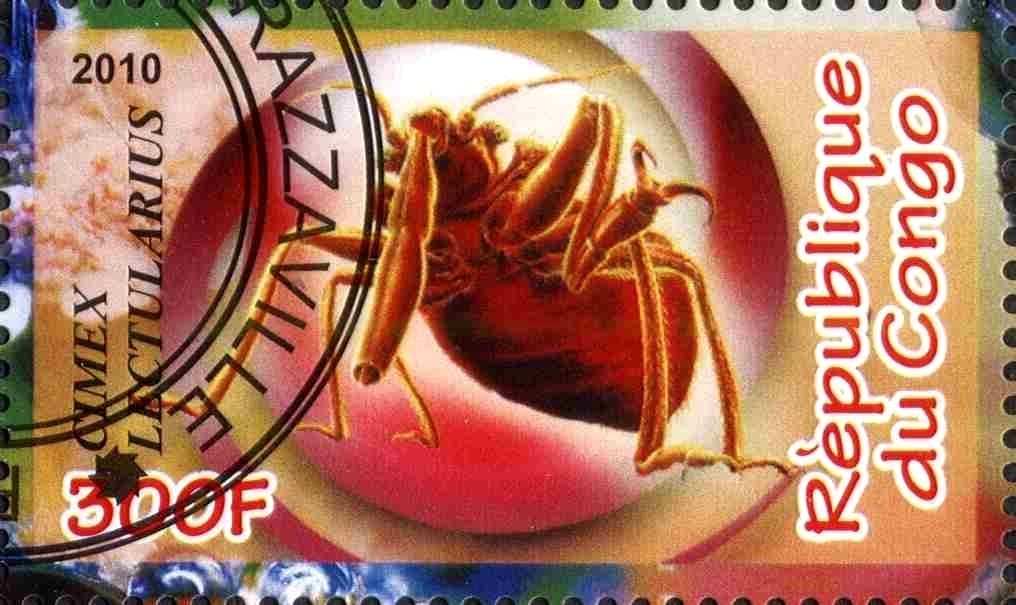 Cimex lectularius