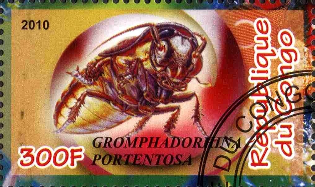 Gromphadorhina portentosa