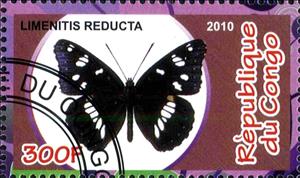 Stamp, Limenitis reducta, Cinderellas,  , Butterflies