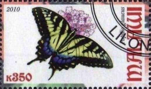 Papilio glaucus